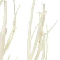 Branches Mitsumata blanches 34-60cm 12pcs