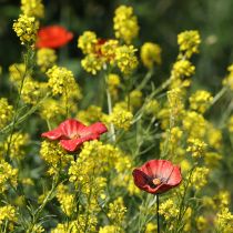 Article Tuteur de jardin en céramique en forme de coquelicot, design original pour massifs de fleurs, 52 cm, lot de 2