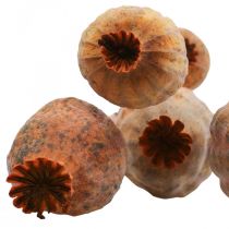 Capsules de coquelicot grand Papaver séché déco coquelicot orange 5pcs