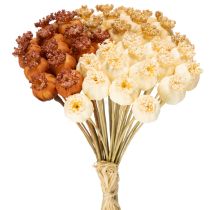 Article Capsules de pavot artificielles séchées, bouquet de trois couleurs, 40 cm, 45 pièces