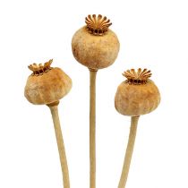 Têtes de pavot nature 100pcs