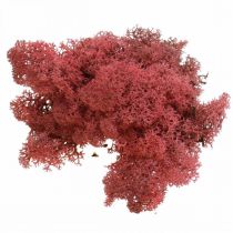 Mousse décorative pour l&#39;artisanat Mousse naturelle rouge colorée en sachet de 40g