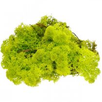 Mousse déco mousse de rennes vert clair stabilisée 400g