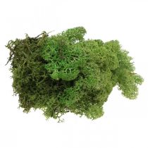 Mousse d&#39;Islande vert mousse 400g