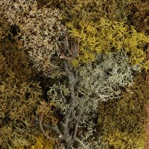 Article Image en mousse véritable image en mousse avec cadre conservé 40×30cm