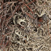 Article Couronne en mousse florale Lichen stabilisé gris épurge Ø30cm