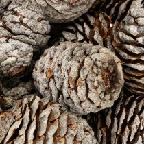Article Cônes Murii naturels 500g