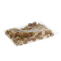 Article Cônes de sabulosum Couleur crème 4-6cm 500g