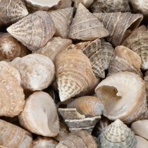 Article Coquillages décoratifs - Un élément de décoration unique pour la salle de bain et le salon - 300 g