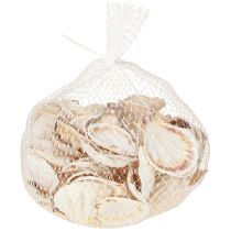 Article Coquillages décoratifs en coquille Saint-Jacques naturels 3,5 cm–4 cm 300 g
