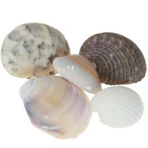 Article Décoration de coquillages mini coques coquilles d&#39;escargots 1–3 cm 340 g