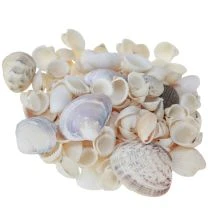 Article Décoration de coquillages mini coques coquilles d'escargots 1–3 cm 340 g
