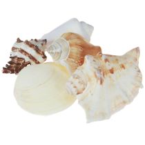 Article Décoration de coquillages, mélange de coquillages d&#39;escargots 4–8 cm, naturel, 400 g