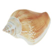 Article Décoration de coquillages, mélange de coquillages d&#39;escargots 4–8 cm, naturel, 400 g