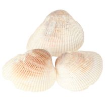 Article Coquillages décoratifs coquillages blancs marron coques 5-7cm 300g