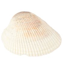 Article Coquillages décoratifs coquillages blancs marron coques 5-7cm 300g