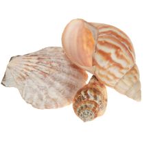 Article Coquillages décoratifs d&#39;escargot de mer naturels 350 g × 3 pièces