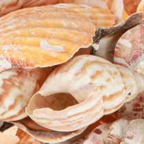 Article Coquillages décoratifs d&#39;escargot de mer naturels 350 g × 3 pièces