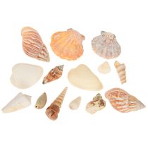 Article Coquillages décoratifs d'escargot de mer naturels 350 g × 3 pièces