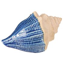 Article Coquillage Décoration Maritime Céramique Bleu Beige 16.5×11×9.5cm 2 pcs