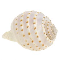 Article Moules Tonna Tessalata 7 pcs