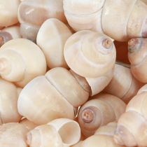 Article Moule Umachi 500g