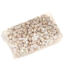 Article Moule Umachi 500g