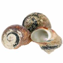 Article Turban Shell Alikreukel Naturel 500g