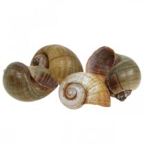 Décoration d&#39;escargots, coquilles d&#39;escargots nature maritime, vert 10 pièces