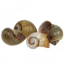 Article Décoration escargot, coquilles d&#39;escargot nature maritime, vert 10pcs