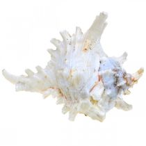 Article Coquille Chicoreus ramosus 16cm 3 pcs