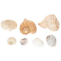 Article Escargots et coquillages - Éléments décoratifs maritimes pour une décoration intérieure unique - 500 g