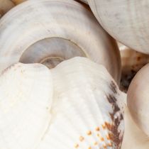 Article Escargots et coquillages - Éléments décoratifs maritimes pour une décoration intérieure unique - 500 g