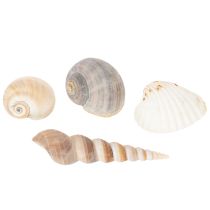 Article Coquillages Déco marine naturelle pour intérieurs élégants Déco d'été 500 g