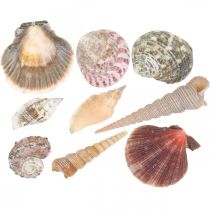 Mélange de coquillages, coquillages et coquilles d&#39;escargots, décoration estivale H3–5cm/L2,5–9cm 950g