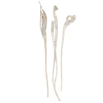 Article Natraj Bois de Cerf Mélange Blanc Lavé 10 pcs
