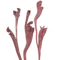 Article Natraj mélange de bois de cerf rouge, blanchi à la chaux 10 pièces