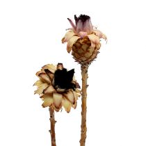 Article Nerifolia Bourgeon 25 pcs
