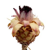 Article Nerifolia Bourgeon 25 pcs