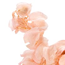 Article Fleur séchée de Nicandra, 75 cm, crée une ambiance romantique dans tout espace de vie.