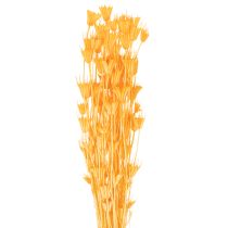 Article Composition florale séchée de Nigella, idéale pour une utilisation prolongée. Élégante et raffinée. 70 cm, 50 g