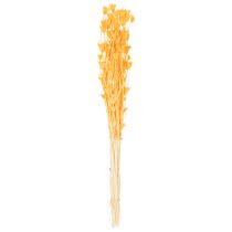 Article Composition florale séchée de Nigella, idéale pour une utilisation prolongée. Élégante et raffinée. 70 cm, 50 g