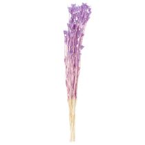 Article Bouquet de fleurs de nigelle séchées, pour la décoration du salon, crée une ambiance unique, 70 cm, 50 g