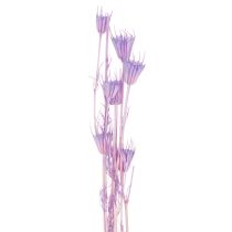Article Bouquet de fleurs de nigelle séchées, pour la décoration du salon, crée une ambiance unique, 70 cm, 50 g