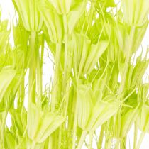 Article Fleurs de nigelle séchées, charmante décoration naturelle pour la maison, 70 cm, 50 g