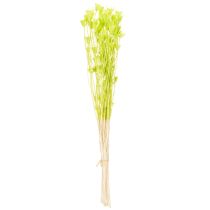 Article Fleurs de nigelle séchées, charmante décoration naturelle pour la maison, 70 cm, 50 g