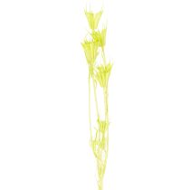 Article Fleurs de nigelle séchées, charmante décoration naturelle pour la maison, 70 cm, 50 g