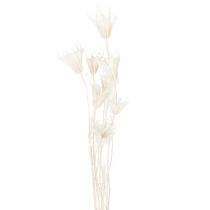 Article Bouquet de fleurs de nigelle séchées, élément décoratif naturel et élégant pour intérieurs raffinés, 70 cm, 50 g