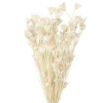 Article Nigella Orientalis Fleurs séchées Cumin noir blanc 50 cm 100 g