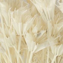 Article Nigella Orientalis Fleurs séchées Cumin noir blanc 50 cm 100 g